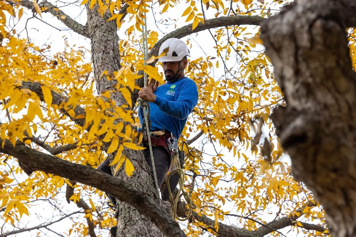 Skilled Tree Transplanting crew working in Mohawk